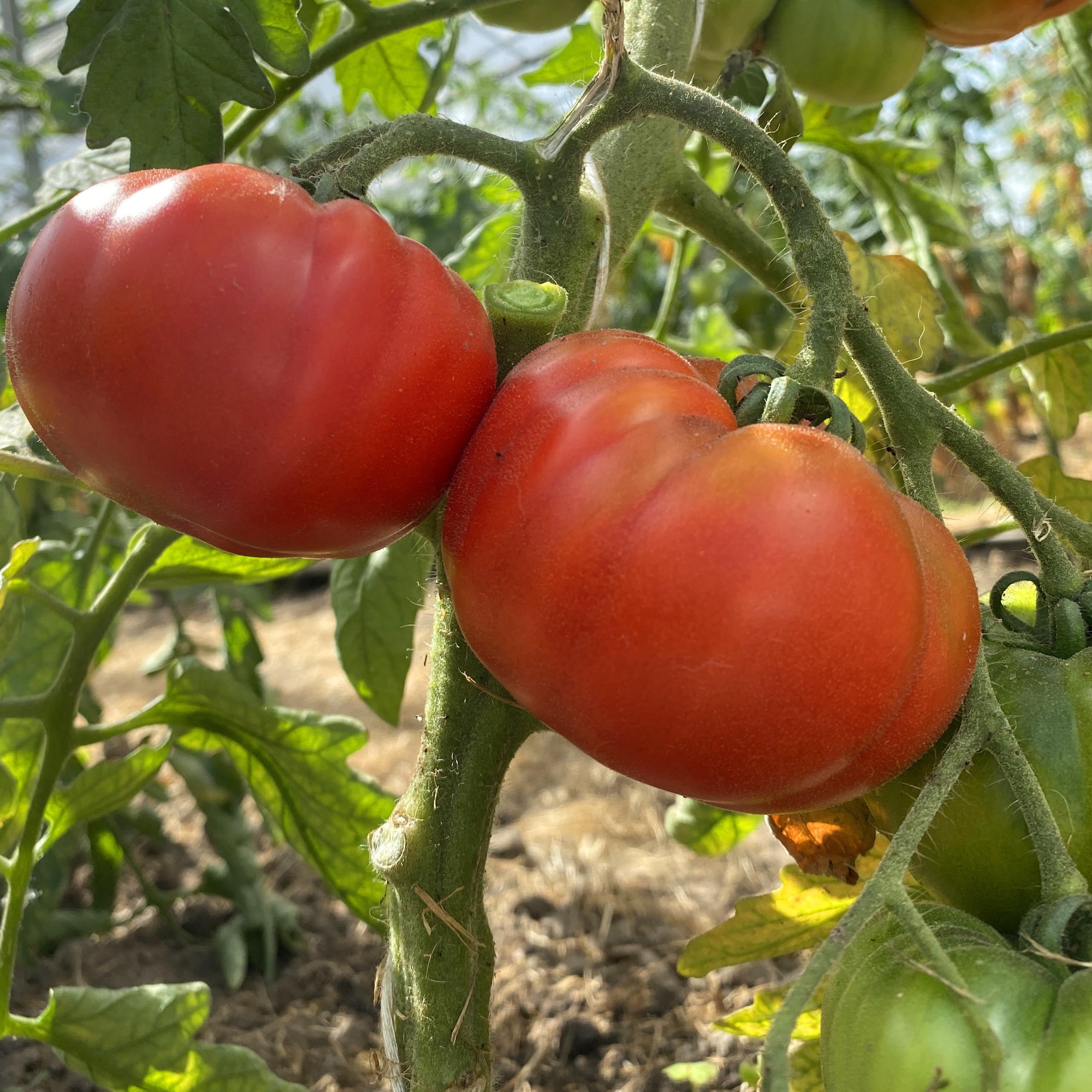 Saatgut / Samen von der Tomate Costoluto Fiorentino